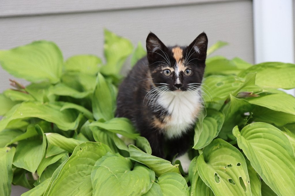 Knappe boerderijkittens te koop, Meerdere dieren, Kortharig, 0 tot 2 jaar