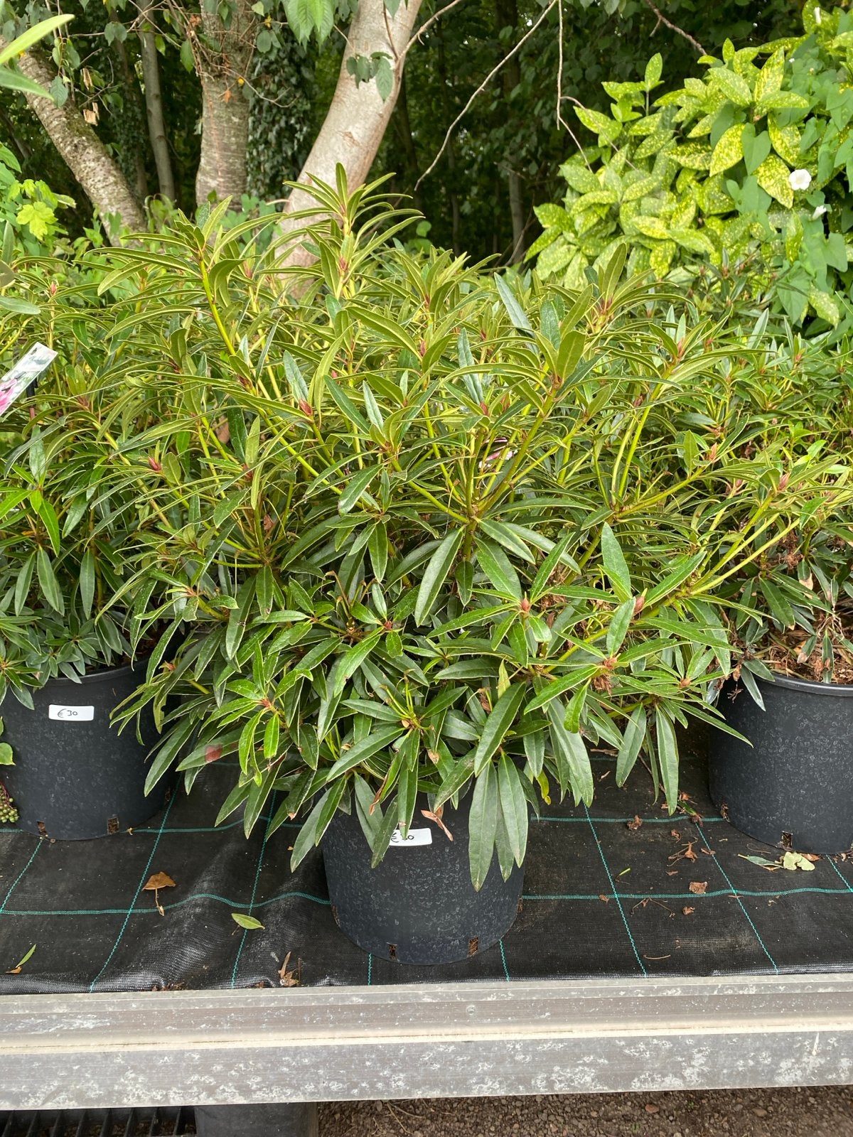 Rhododendron 'Ponticum Graziella' - Compacte roze bloeier, Vaste plant, Halfschaduw, Lente, Ophalen