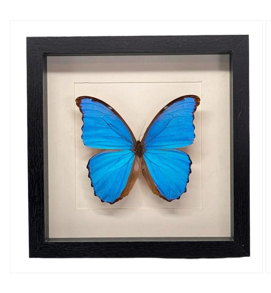 Morpho Didius in lijst 25x25 cm