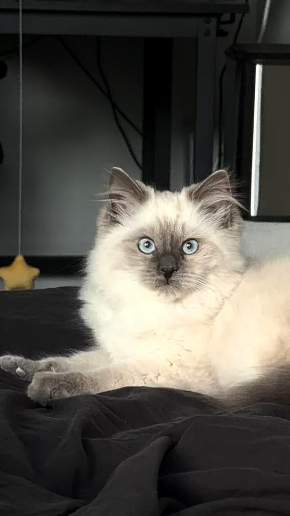 Ragdoll kitten kater, Dieren en Toebehoren, Katten en Kittens | Raskatten | Langhaar, Kater, 0 tot 2 jaar, Ontwormd
