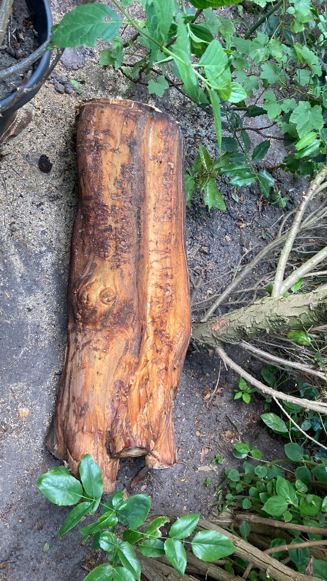 Boomstam brandhout ongeveer 80 cm lengte gratis ophalen, Tuin en Terras, Ophalen, Zo goed als nieuw