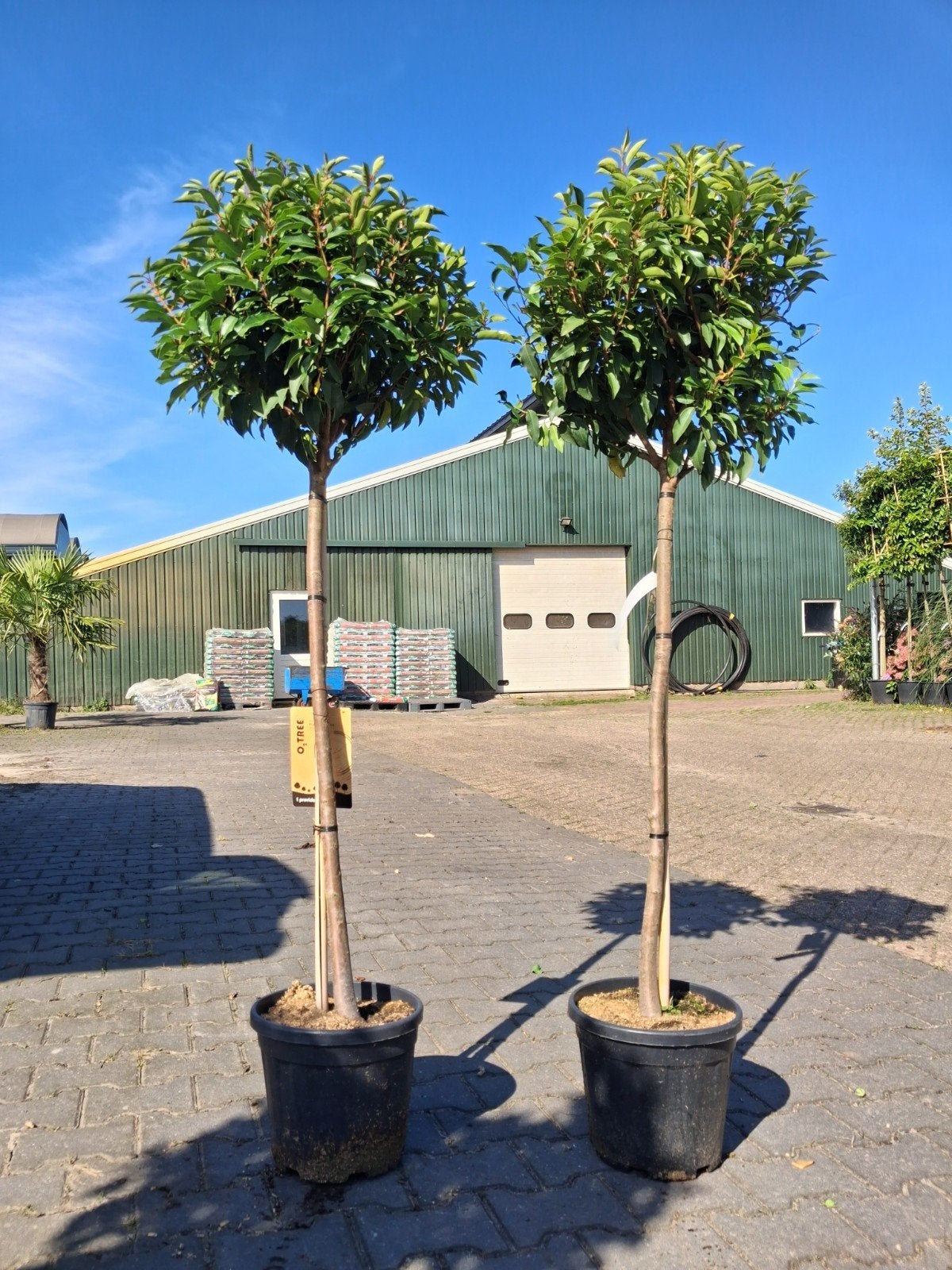 Portugese laurier 'Angustifolia' op stam 90cm, Tuin en Terras, Planten | Bomen, Ophalen of Verzenden, Halfschaduw, Overige soorten