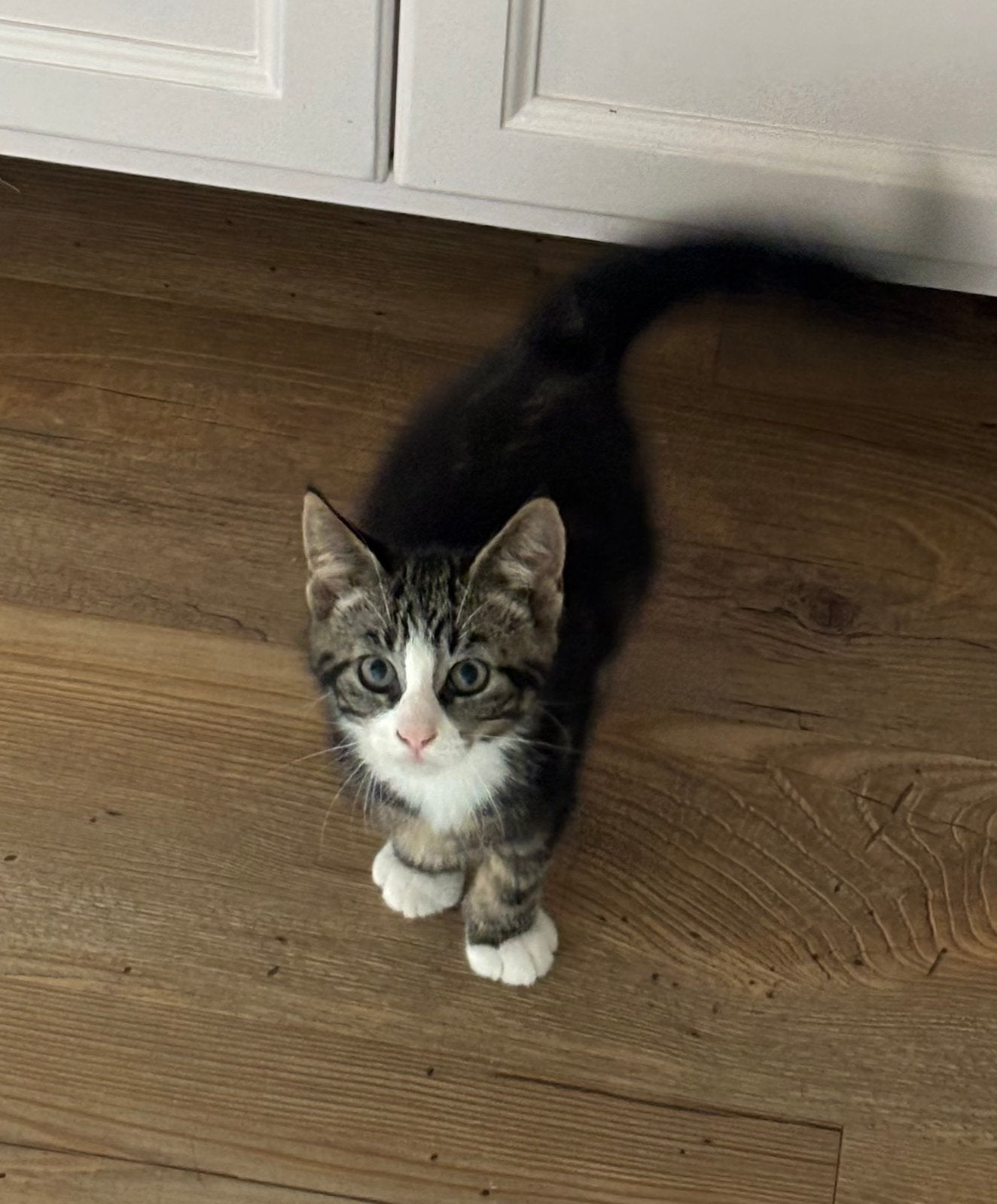 Lief speels poesje te koop, Dieren en Toebehoren, Poes