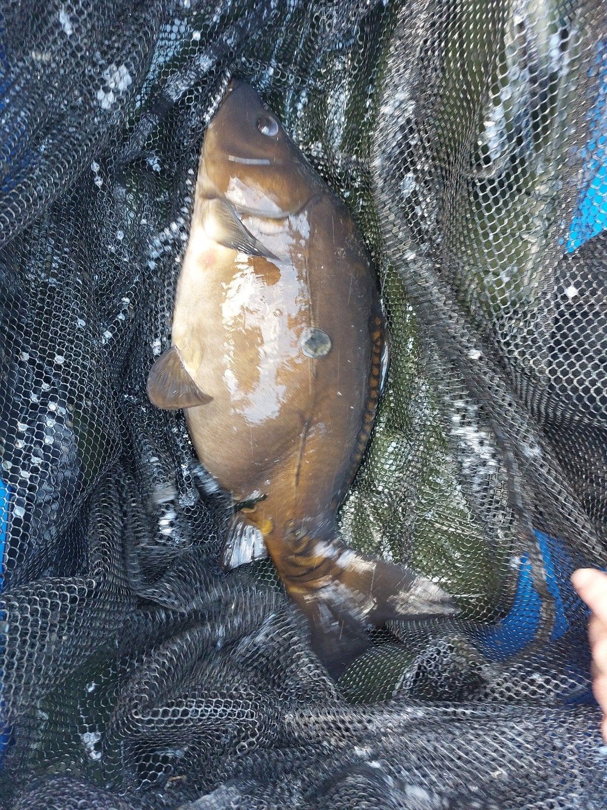spiegelkarper, Dieren en Toebehoren, Vissen | Vijvervissen, Karper of Koi