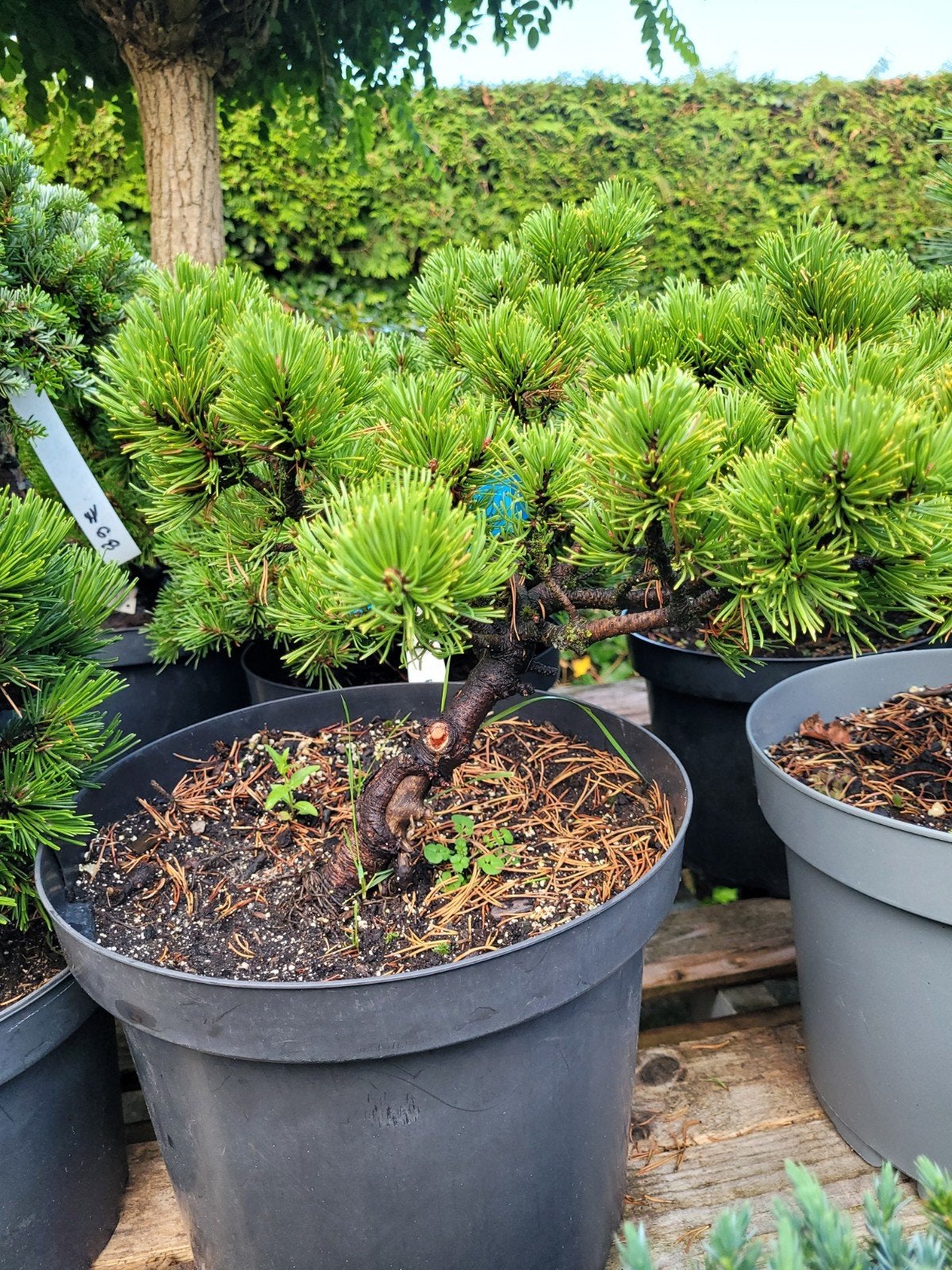 Pinus Mugo Wintergold - Mooi voor Bonsai, Volle zon, Vaste plant, Bloeit niet, Ophalen