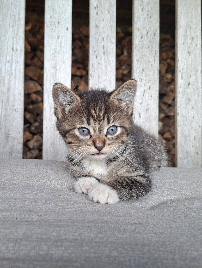 3 lieve boerderij kittens te koop, Meerdere dieren, Kortharig, 0 tot 2 jaar