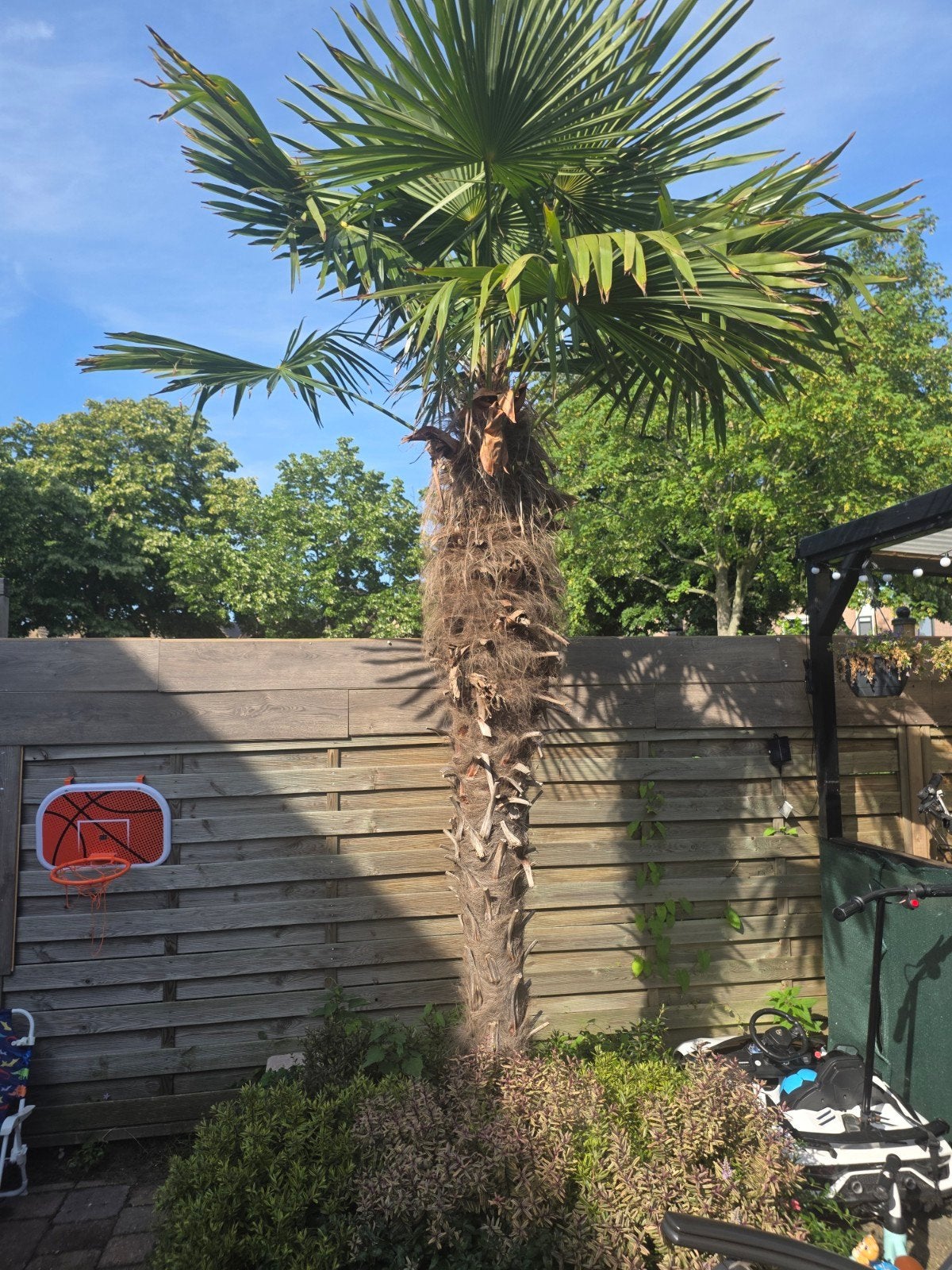 Grote Palmboom (Trachycarpus fortunei) - Direct af te halen, Tuin en Terras, Overige soorten, Volle zon, Vaste plant, Ophalen of Verzenden