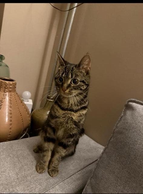 DEKKATER GEZOCHT, Dieren en Toebehoren, Katten en Kittens | Overige Katten, Poes
