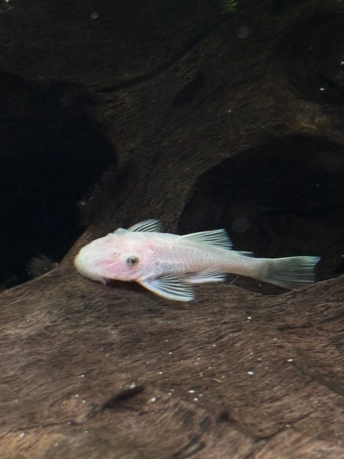 L144 Ancistrus snow white, Dieren en Toebehoren, Vis, Zoetwatervis, Schoolvis