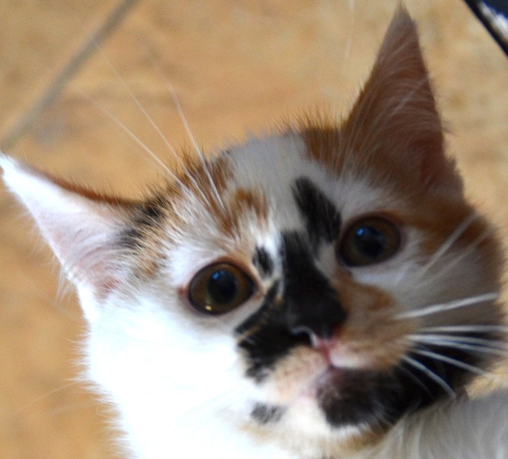 kittens, jonge poesjes, moeder 75% Noorse Boskat, Dieren en Toebehoren, Poes, Kortharig, 0 tot 2 jaar