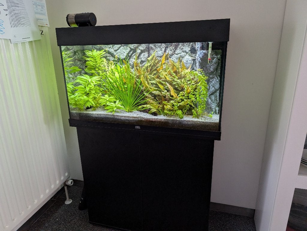 Juwel Rio 125 LED aquarium met onderkast, Ophalen, Juwel, Pomp, Gevuld zoetwateraquarium