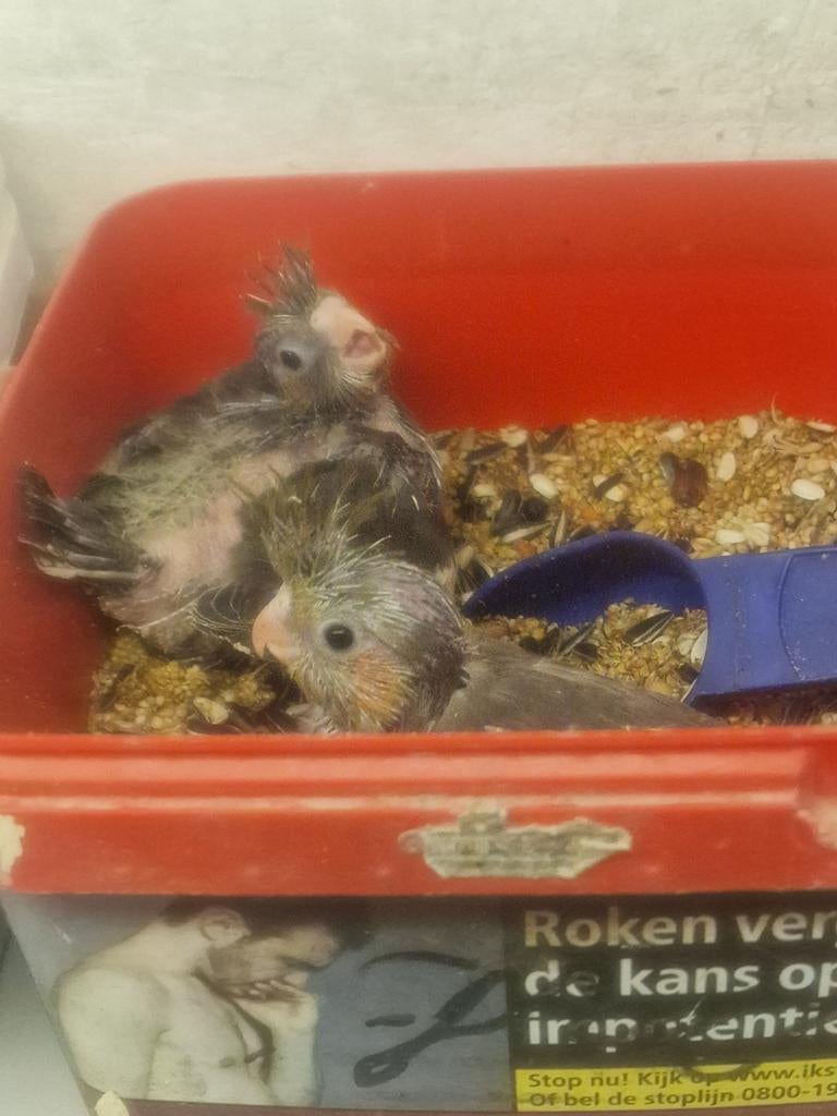 Jonge valkparkieten voor hand opfok, Dieren en Toebehoren, Meerdere dieren, Parkiet
