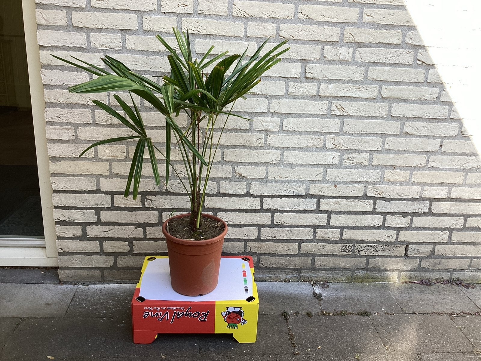 Trachycarpus fortunei, Volle zon, Vaste plant, Bloeit niet, Ophalen