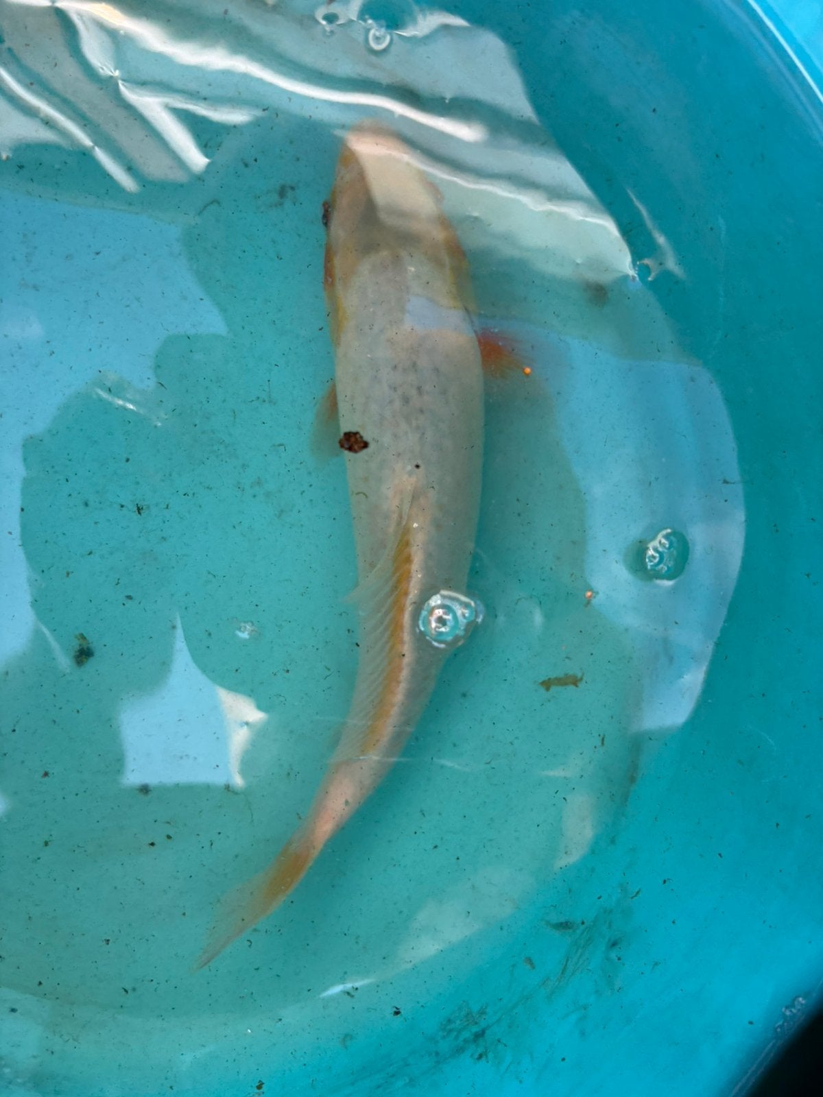 Asagi koi te koop, Karper of Koi