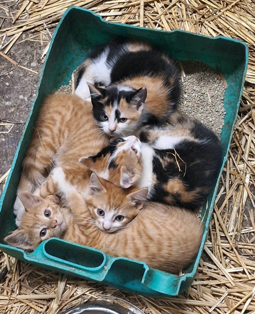 boerderij kittens, Kater