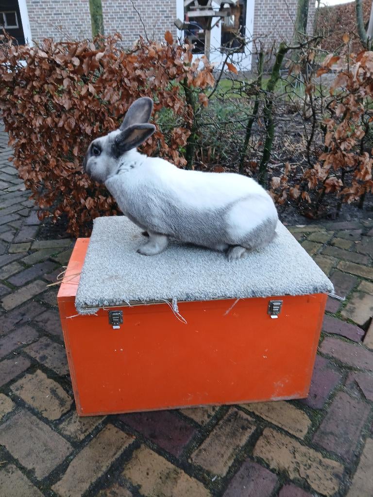 sallander konijnen, Dieren en Toebehoren, Mannelijk, Middelgroot, 0 tot 2 jaar