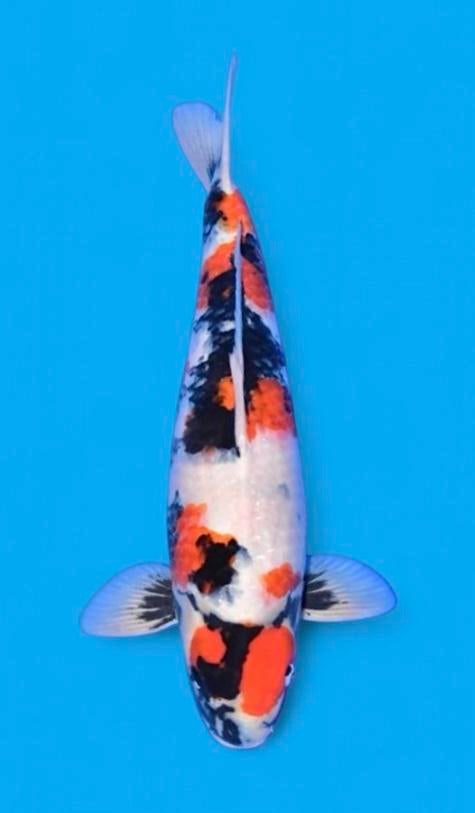 Showa grote koi voor elke vijver japanse koi uit japan, Dieren en Toebehoren, Vissen | Vijvervissen, Karper of Koi