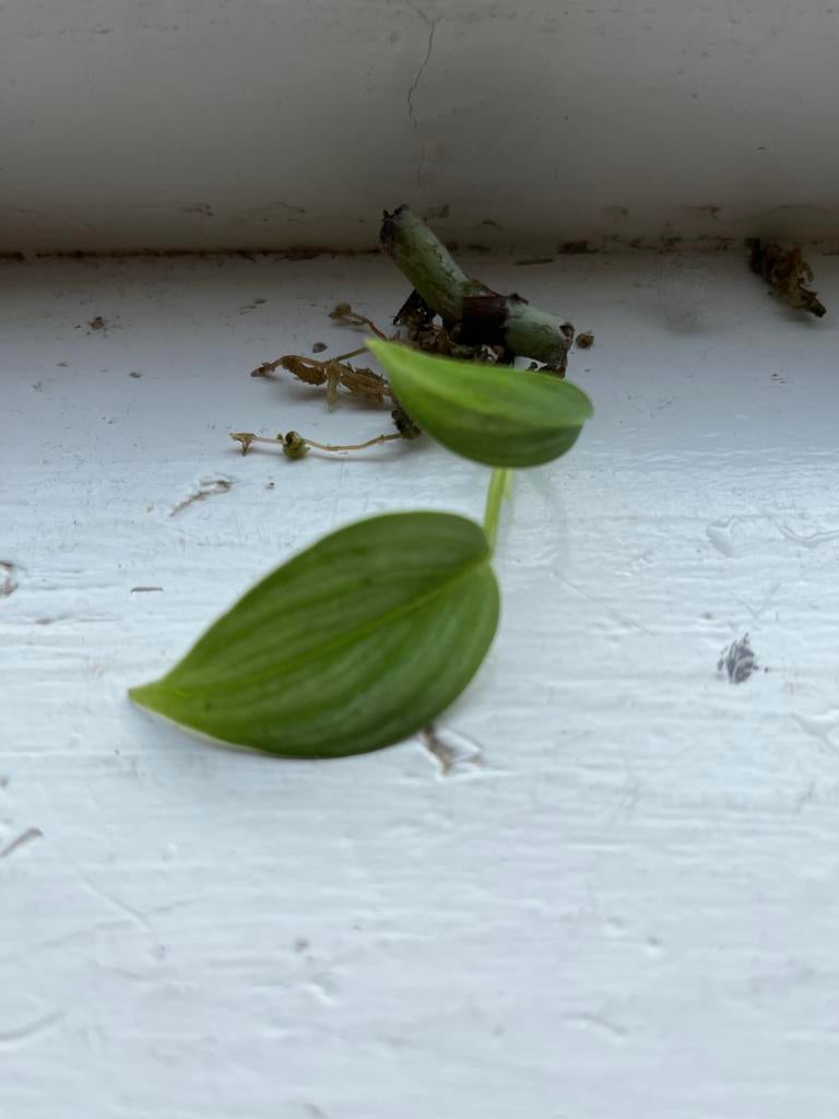 Wetstick Philodendron Mamei - Zeldzame kamerplant, Ophalen, Vaste plant, Bloeit niet, Halfschaduw
