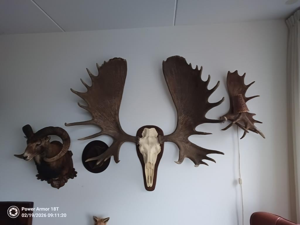 Gigantische Eland XXL uit Alaska, Ophalen