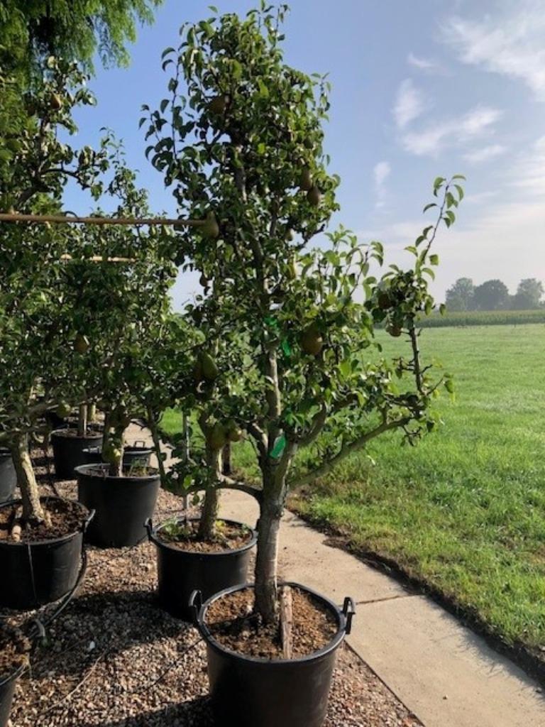 Oude Perenbomen 'Conference', vanaf € 149,50 p.st.!!!, Ophalen, Lente, Volle zon, Perenboom