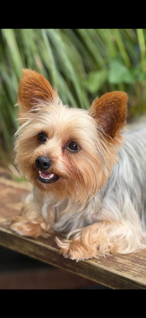 Dekreu yorkshire terriër, Reu, 1 tot 2 jaar, Parvo, Eén hond