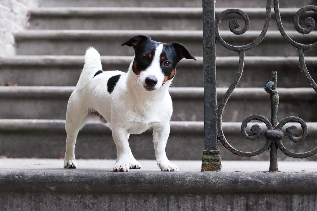 Dekreu Tricoler Jack Russel / Russell Terriër, Reu, 1 tot 2 jaar, Eén hond, Nederland