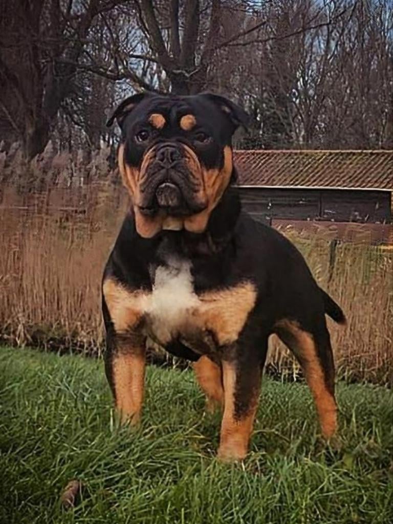 Old english bulldog dekreu, Dieren en Toebehoren, Honden | Bulldogs, Pinschers en Molossers, Bulldog, Meerdere, Meerdere dieren