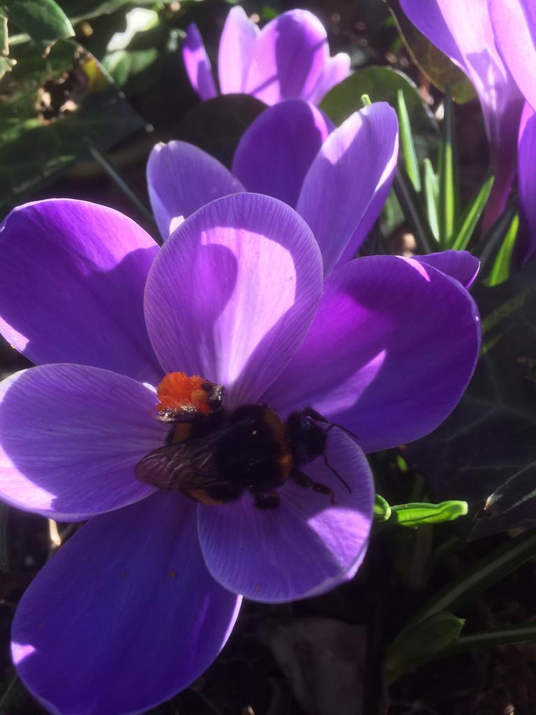 Gratis advies Tuinman .Aangeboden  (Lentekriebels), Tuinontwerp
