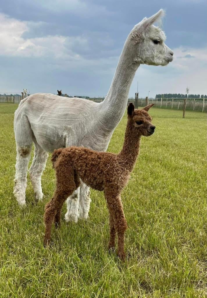 Drachtige alpaca merrie - moeder van 2 res. kleurkampioenen, April, Vrouwelijk
