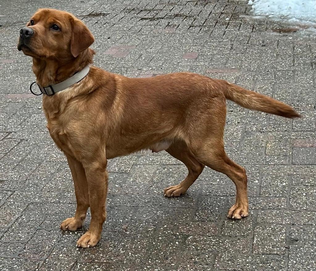 Dekreu Foxred ter dekking aangeboden stamboom NHSB (FSI), Reu, Parvo, Eén hond, 3 tot 5 jaar
