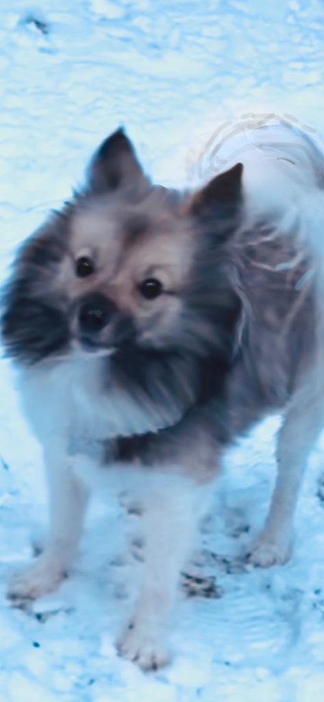 Wolfspitz & Japanse spitz, Keeshond, 15 weken tot 1 jaar, Reu, Parvo