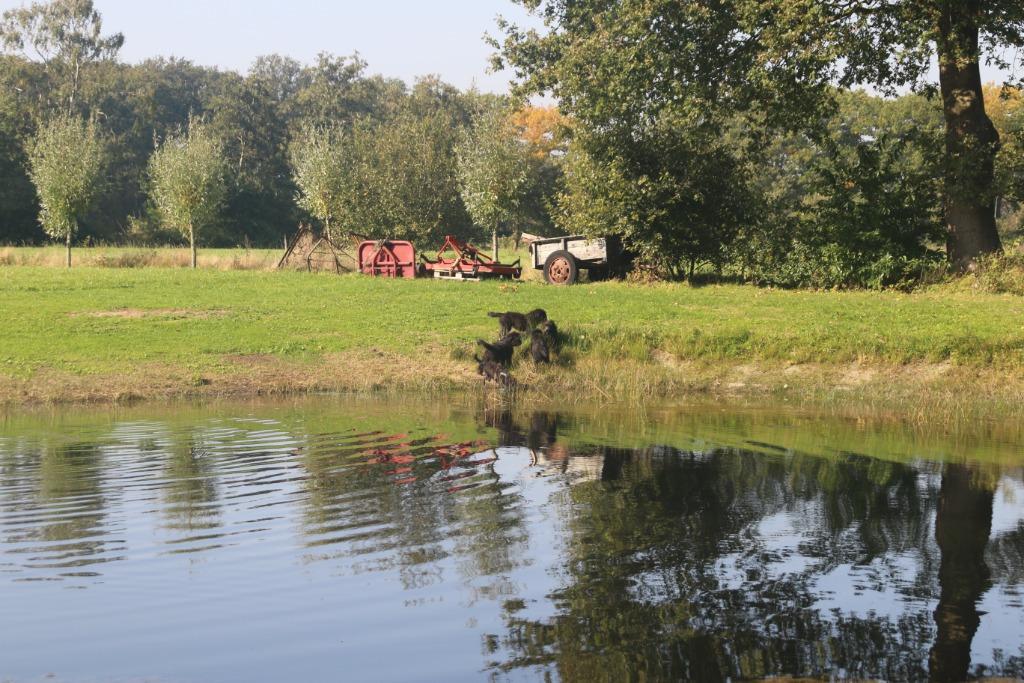 met je hond op Vakantie  in de mooie  achterhoek, Vakantie, Vakantiehuizen | Nederland, In bos, 2 slaapkamers, Gelderland en Veluwe