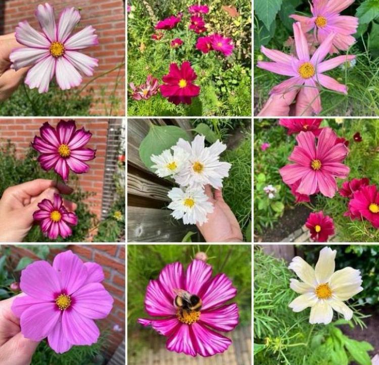 Cosmos Cosmea zaden mix van diverse soorten, Tuin en Terras, Bloembollen en Zaden, Volle zon, Ophalen of Verzenden