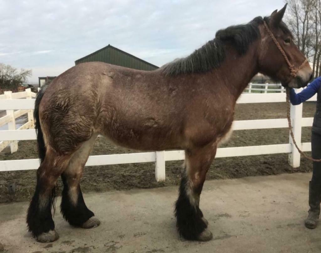 Trekpaard, Meerdere dieren, Niet van toepassing, Recreatiepaard, Met stamboom