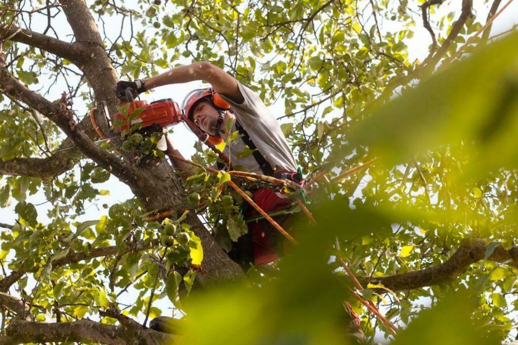 Boomverzorger Drenthe, Bomen Kappen, Snoeien, Heggen Knippen, Tuinonderhoud of Snoeiwerk
