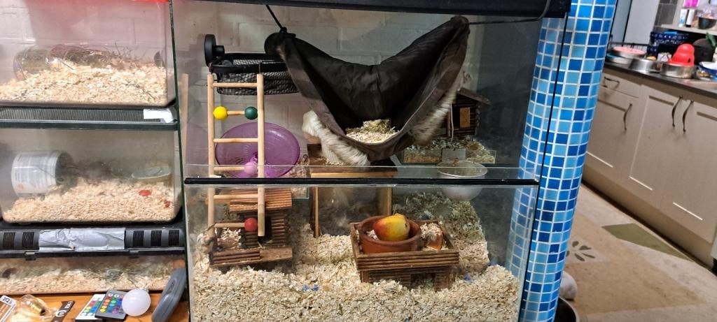 Terrarium muizen hamsters knaagdieren, Ophalen, Hok, Minder dan 60 cm