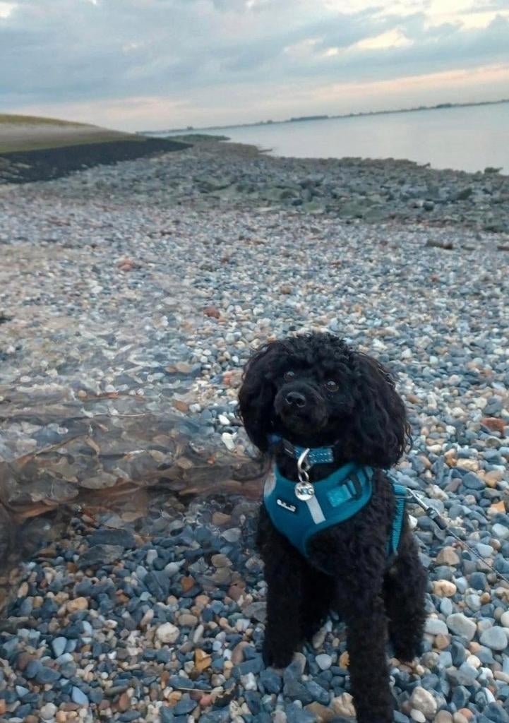 toypoedel dekreutje, Dieren en Toebehoren, Reu, Eén hond, 3 tot 5 jaar, Nederland