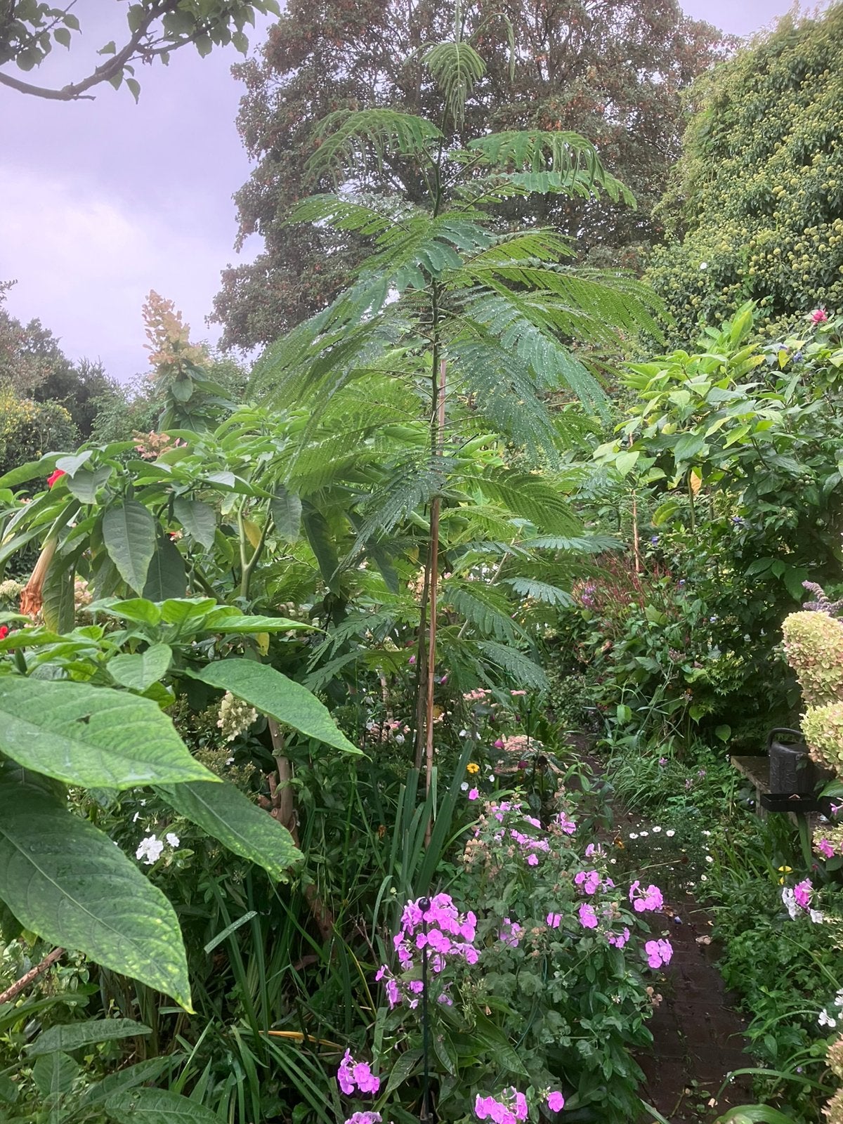 Perzische slaap boom, Tuin en Terras, Overige soorten, 250 tot 400 cm, Zomer, Ophalen