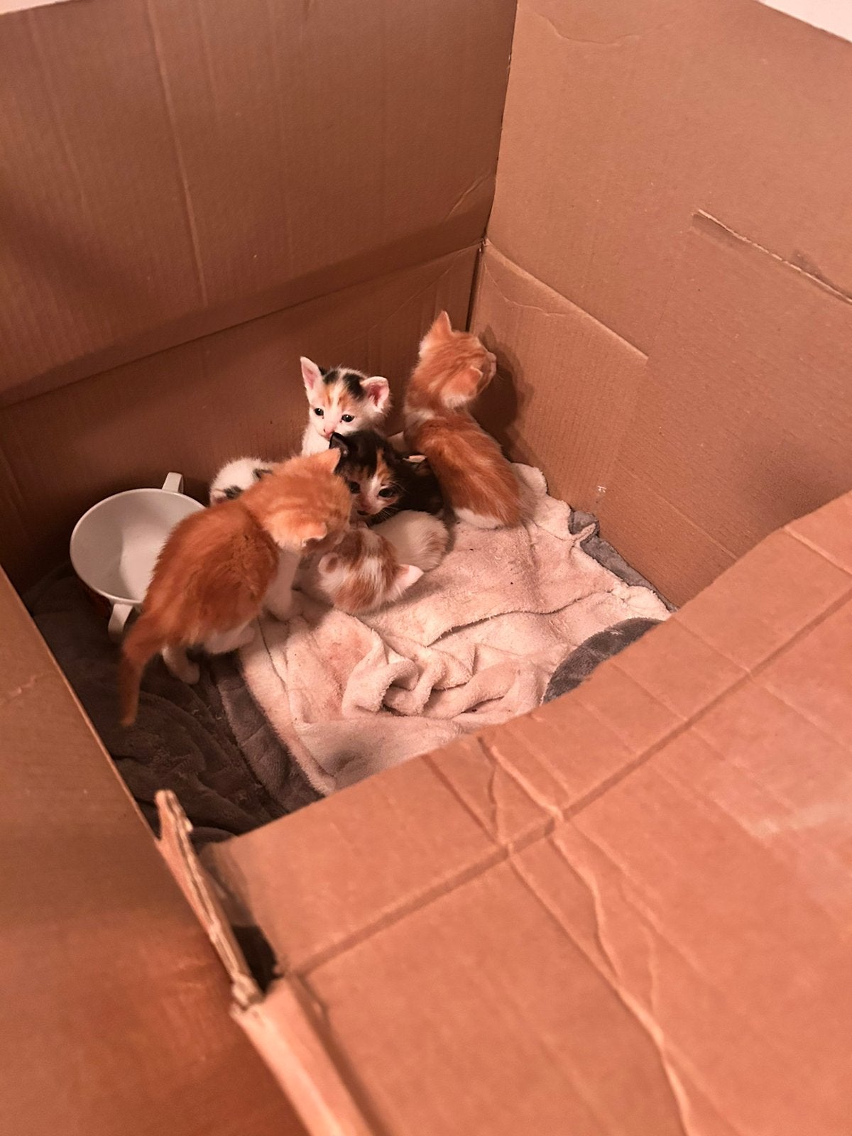 Kittens, Meerdere dieren