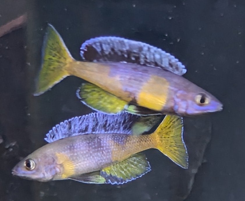 Cyprichromis Leptosoma Kitumba - Tanganyika, Vis