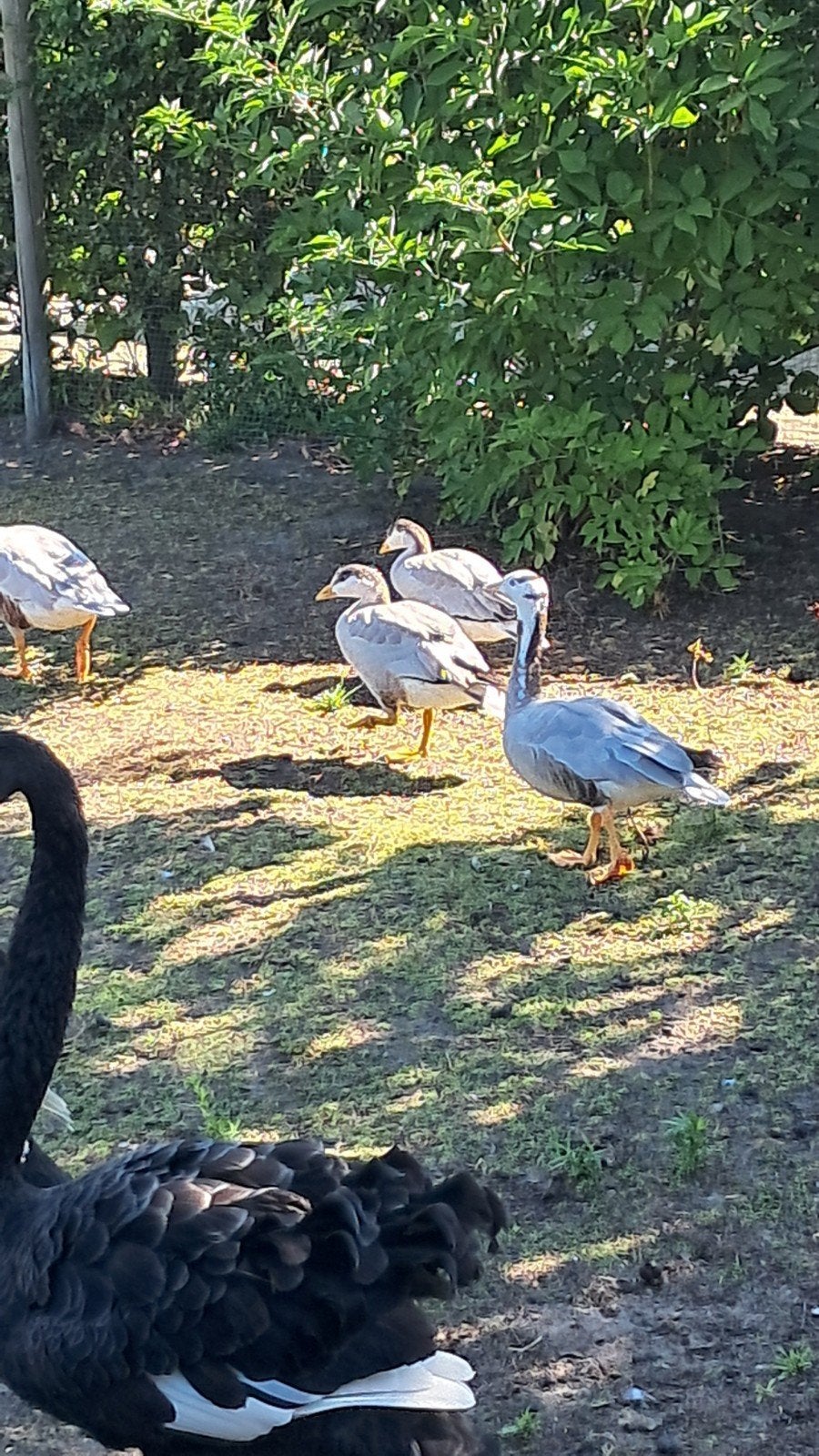 1 streepkop gans geringd, Dieren en Toebehoren, Pluimvee, Geslacht onbekend, Gans of Zwaan