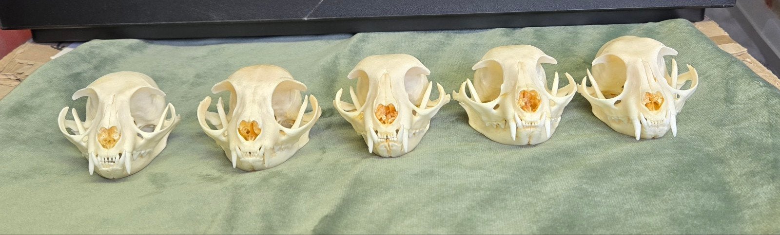 5 stuks schedel poes/kat Taxidermie skull geraamte skelet, Ophalen of Verzenden, Nieuw, Hond of Kat, Schedel