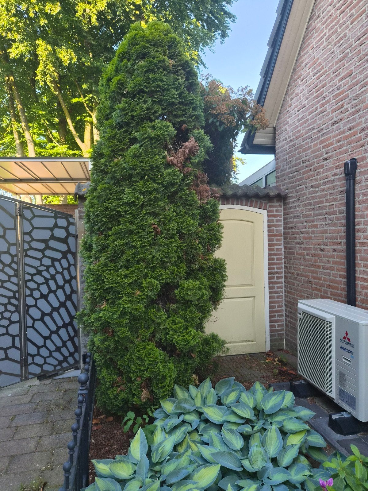 Thuja (Levensboom) / conifeer, Ophalen, Bloeit niet, Halfschaduw, Overige soorten