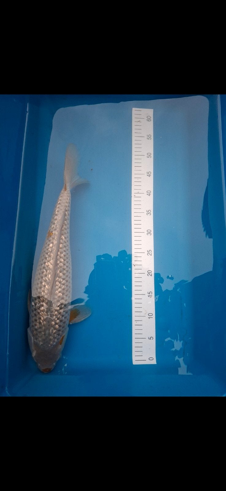 Koi., Karper of Koi