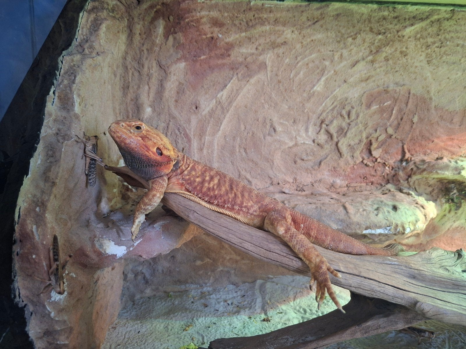 baardagaam man red citrus translucent leatherback, Hagedis, Tam, 3 tot 6 jaar