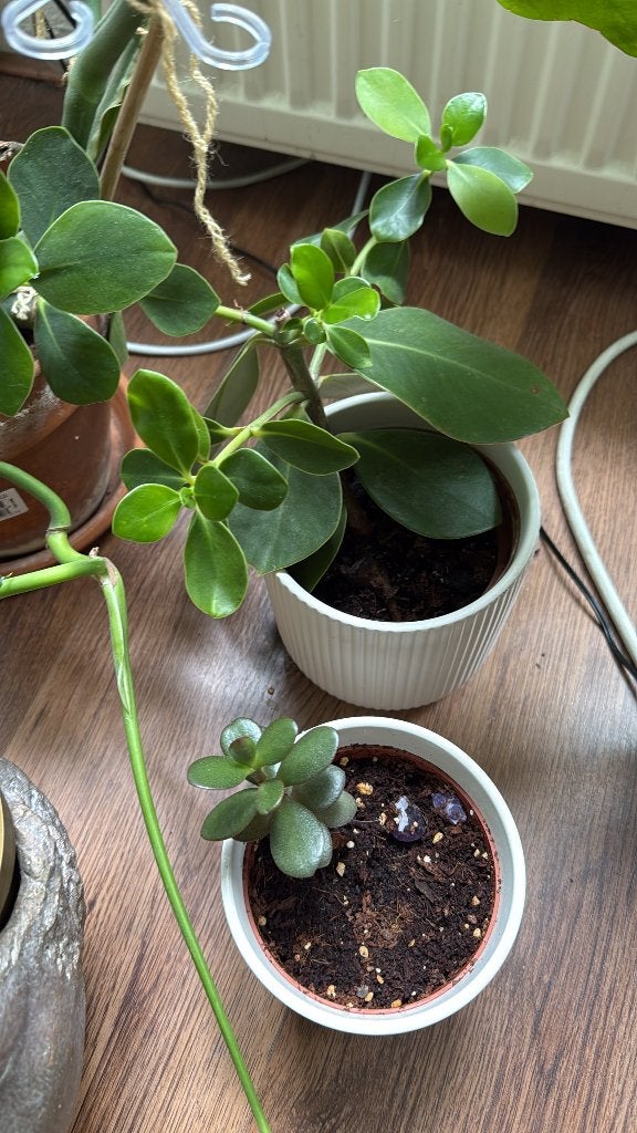 Clusia rosea en jade plant Crassula 2 kamerplanten, Ophalen of Verzenden, Halfschaduw, Minder dan 100 cm