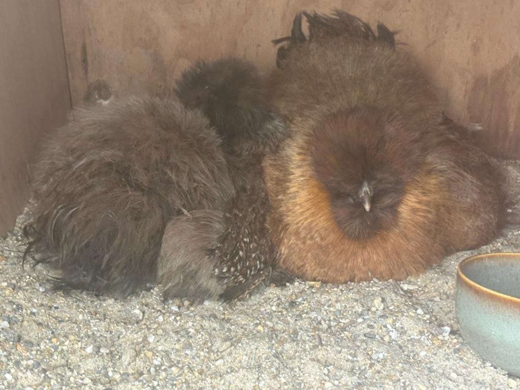 Zijdehoender kuikens, Dieren en Toebehoren, Pluimvee, Geslacht onbekend, Kip