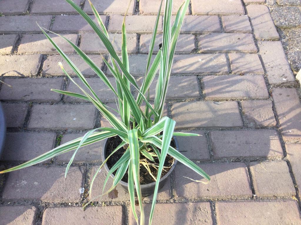 Diverse vijverplanten, Ophalen of Verzenden, Zo goed als nieuw, Overige typen