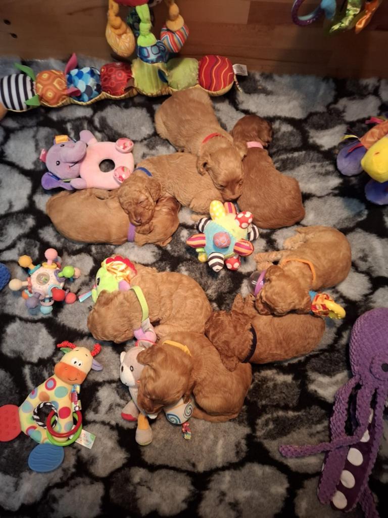 MINI Australian labradoodle pups, Dieren en Toebehoren, Nederland, Overige rassen, 8 tot 15 weken, Meerdere