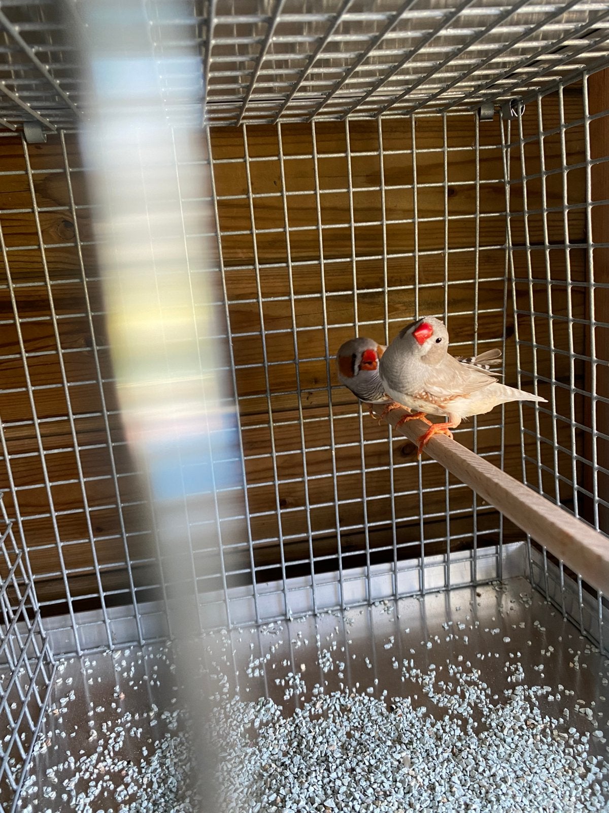Zenravinken, Dieren en Toebehoren, Vogels | Overige Vogels, Meerdere dieren